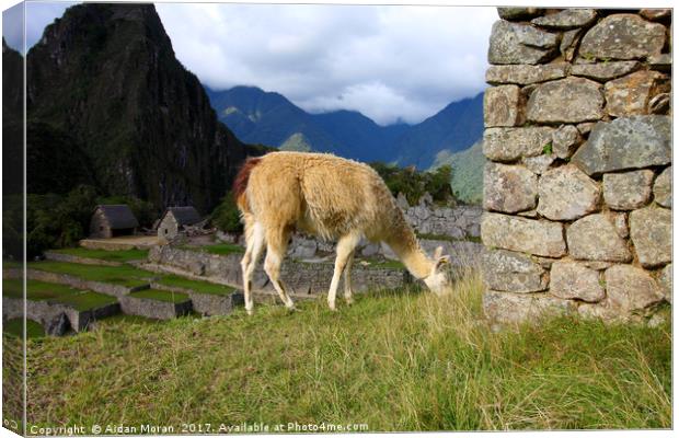 Llama At Machu Picchu, Peru  Canvas Print by Aidan Moran