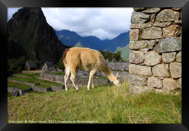 Llama At Machu Picchu, Peru  Framed Print by Aidan Moran