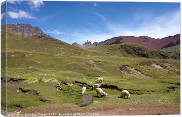 Llamas In Painted Landscape  Canvas Print by Aidan Moran