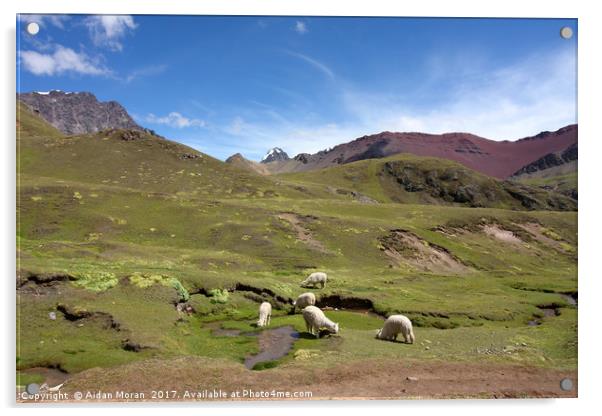 Llamas In Painted Landscape  Acrylic by Aidan Moran