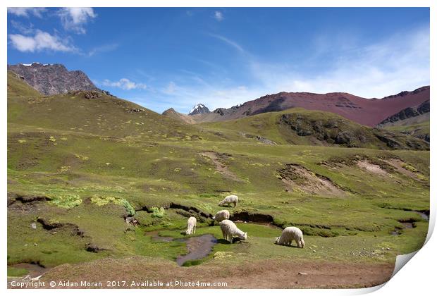 Llamas In Painted Landscape  Print by Aidan Moran