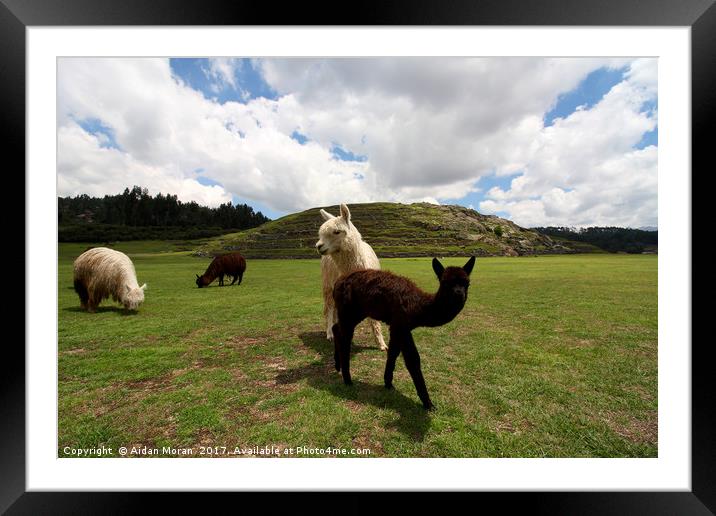 Llama Herd At Saqsaywaman Ruin, Peru  Framed Mounted Print by Aidan Moran