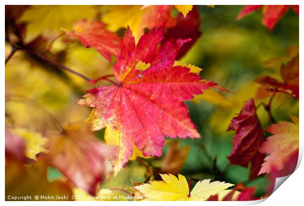 Maple Leaf Print by Mohit Joshi