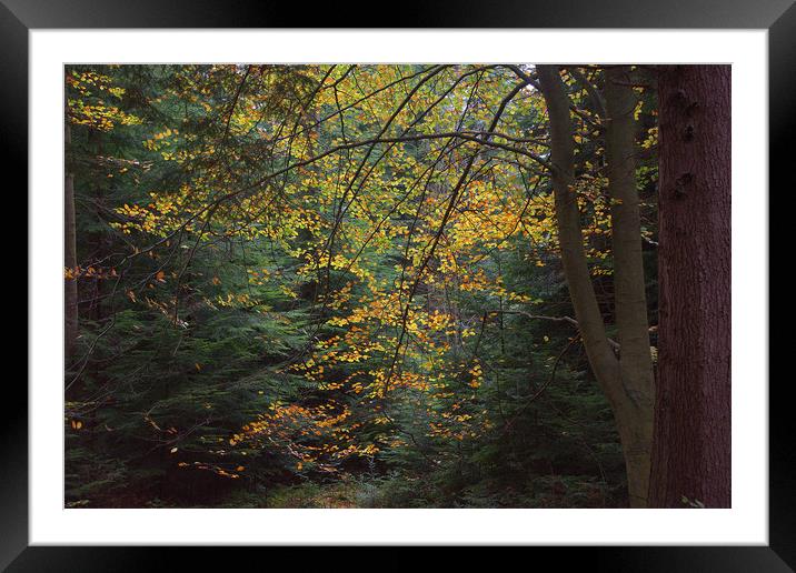    Autumn 1                                   Framed Mounted Print by kevin wise