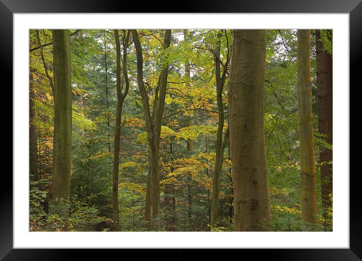   Autumn 3                                   Framed Mounted Print by kevin wise