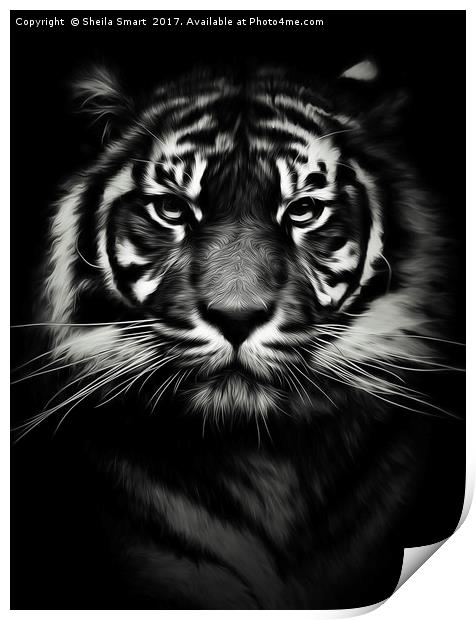 Sumatran tiger Print by Sheila Smart