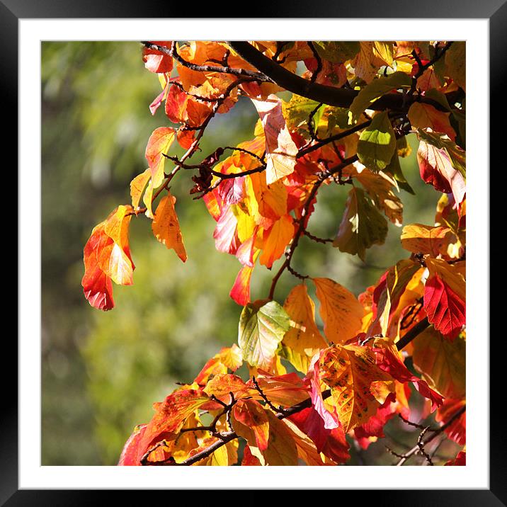 Vivid autumn leaves Framed Mounted Print by Linda More