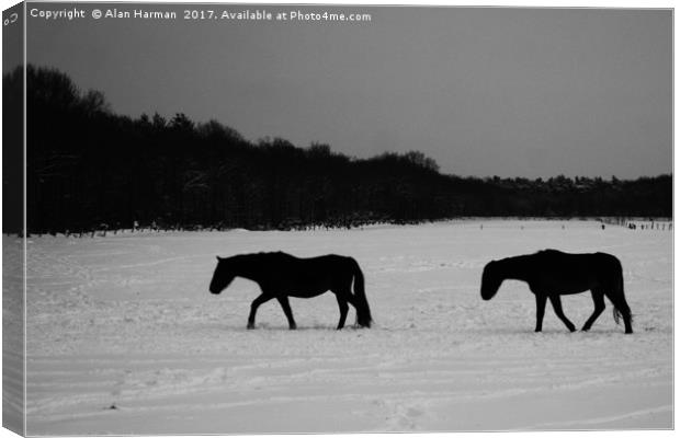 Horses On Snow Canvas Print by Alan Harman