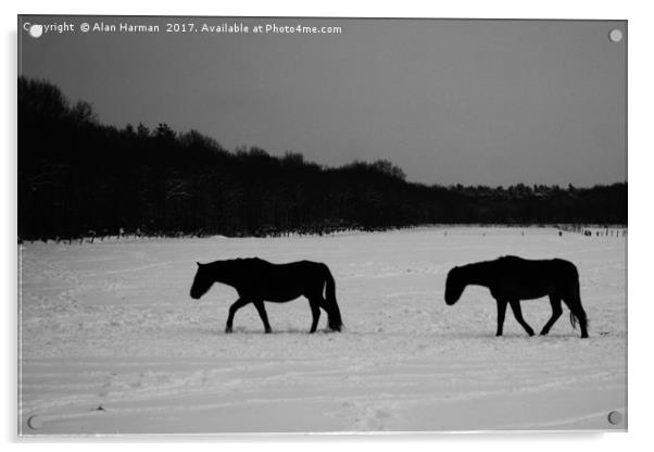 Horses On Snow Acrylic by Alan Harman