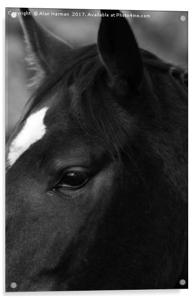 Horse Acrylic by Alan Harman