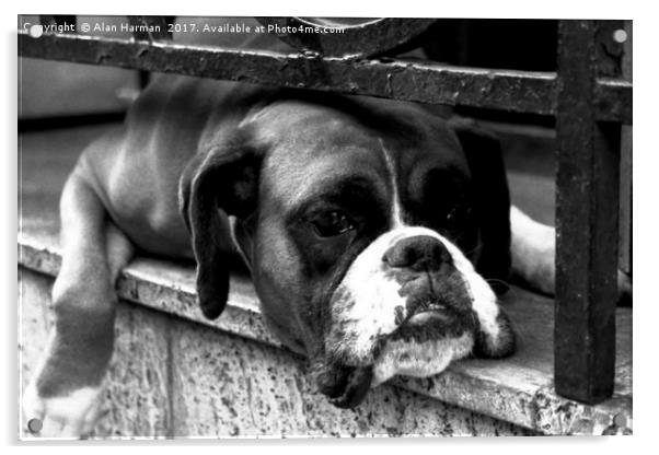 Boxer Dog On Windowsill Acrylic by Alan Harman
