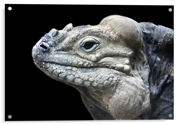 Rhinoceros Iguana head profile, black background Acrylic by Linda More
