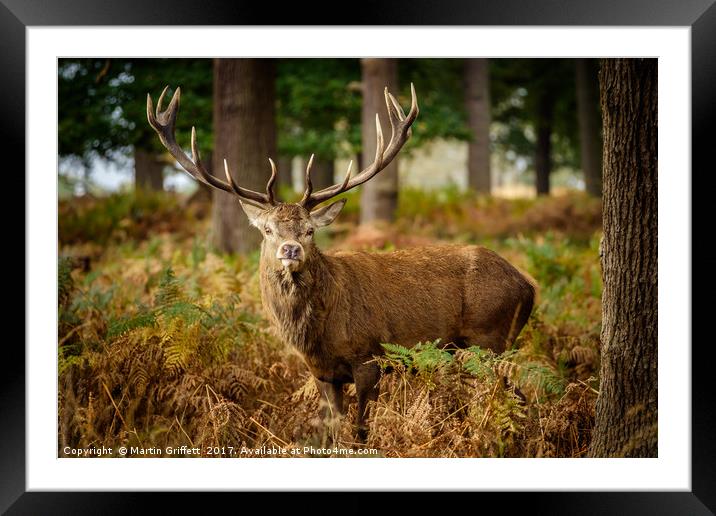 Stag in Autumn Woodland Framed Mounted Print by Martin Griffett
