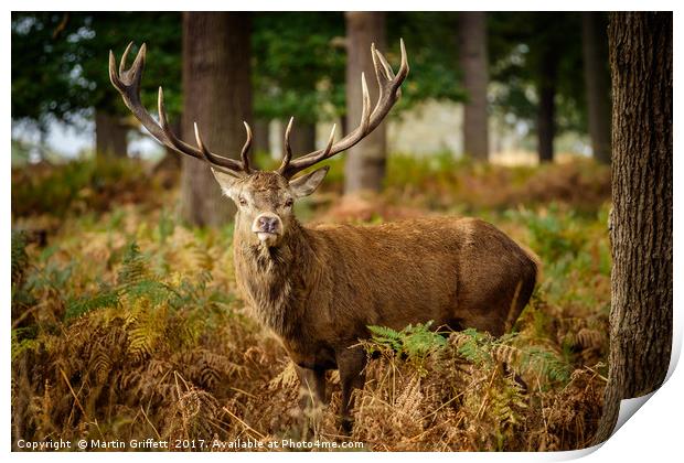 Stag in Autumn Woodland Print by Martin Griffett