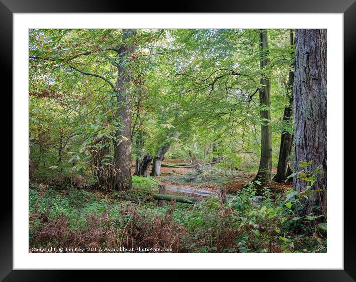 Norfolk Woodland Framed Mounted Print by Jim Key