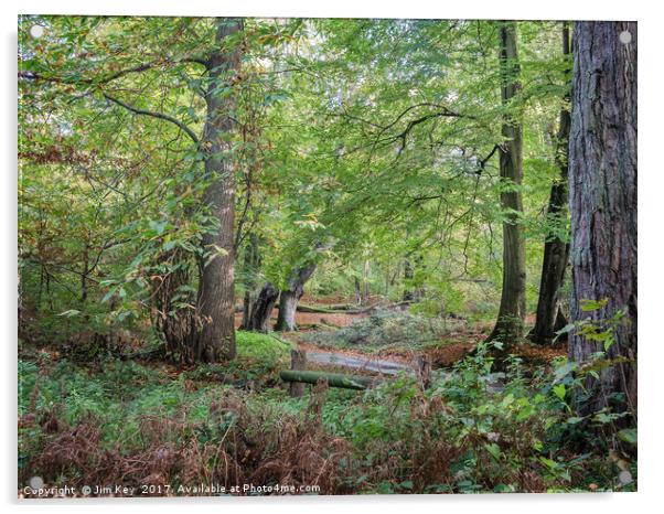 Norfolk Woodland Acrylic by Jim Key