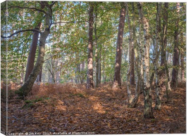 October in Woodland Canvas Print by Jim Key