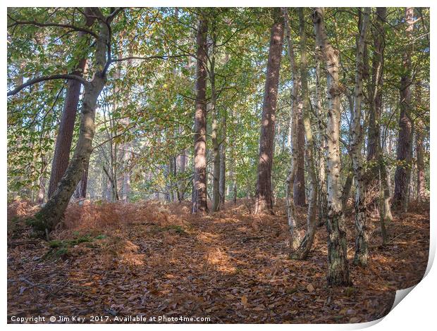 October in Woodland Print by Jim Key