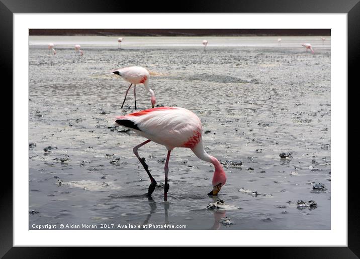 James's Flamingo, Bolivia  Framed Mounted Print by Aidan Moran