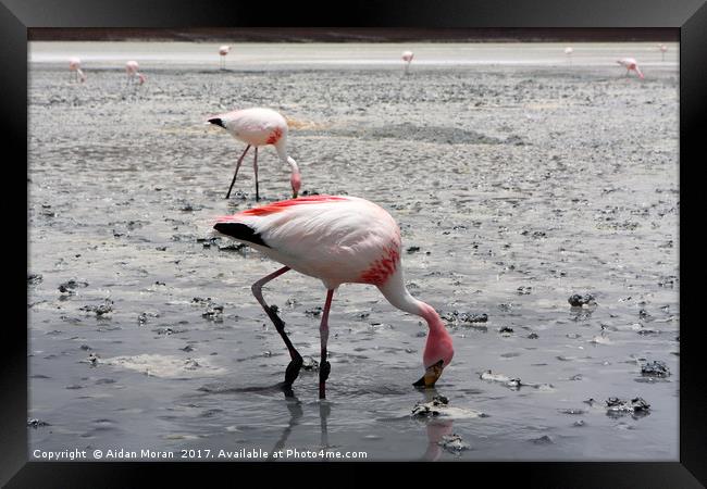 James's Flamingo, Bolivia  Framed Print by Aidan Moran