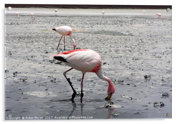 James's Flamingo, Bolivia  Acrylic by Aidan Moran