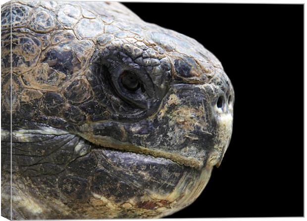 Giant tortoise head, close up, black background Canvas Print by Linda More