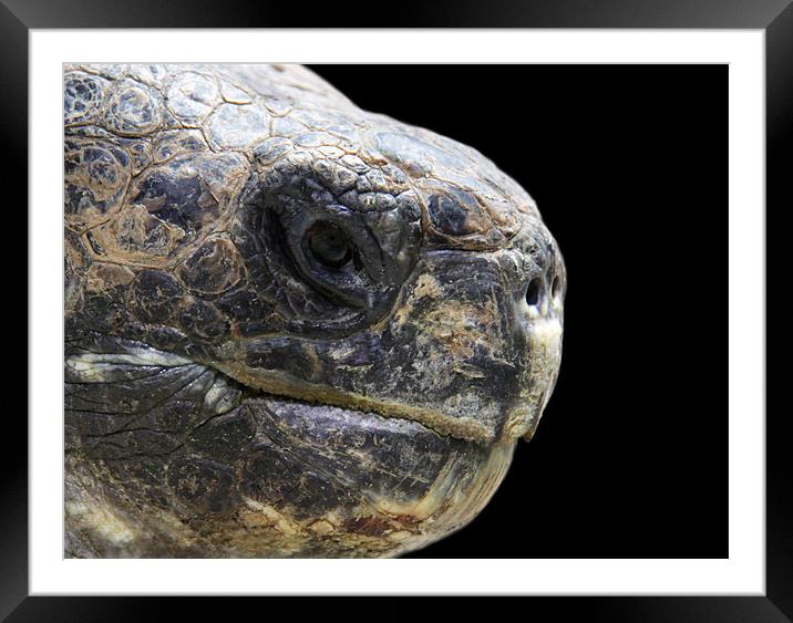 Giant tortoise head, close up, black background Framed Mounted Print by Linda More