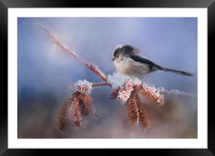 Long Tail Tit Framed Mounted Print by Chantal Cooper