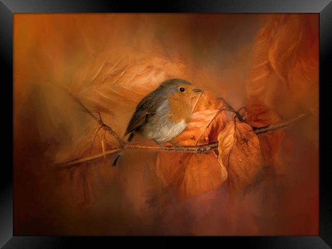 Autumnal Robin Framed Print by Chantal Cooper