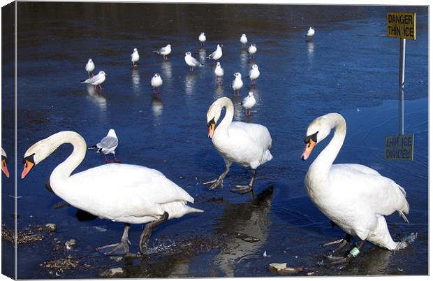 Group of swans walking near ice Canvas Print by Linda More