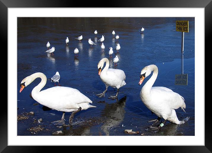 Group of swans walking near ice Framed Mounted Print by Linda More