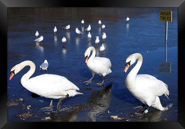 Group of swans walking near ice Framed Print by Linda More
