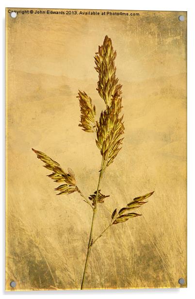 Meadow Grass Acrylic by John Edwards
