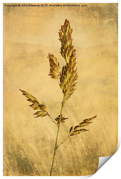 Meadow Grass Print by John Edwards