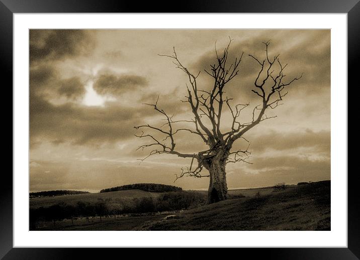 Dead Tree Framed Mounted Print by Gavin Liddle