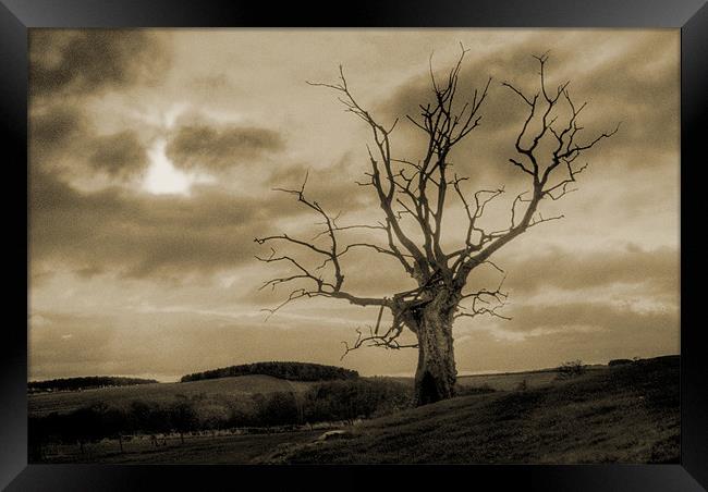 Dead Tree Framed Print by Gavin Liddle