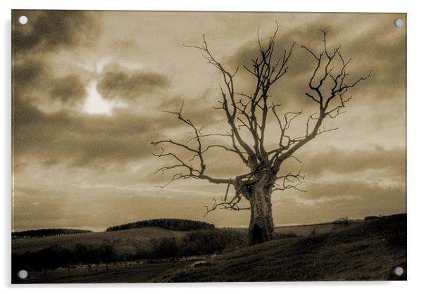 Dead Tree Acrylic by Gavin Liddle