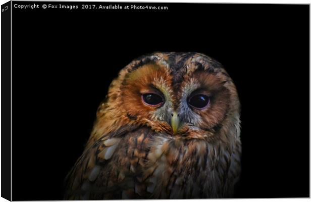 Tawny Owl Canvas Print by Derrick Fox Lomax