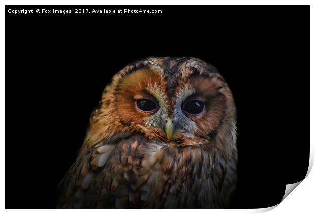 Tawny Owl Print by Derrick Fox Lomax