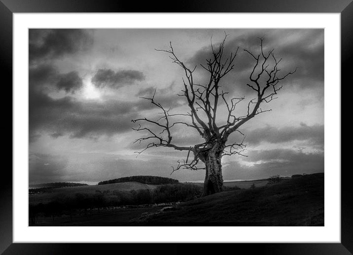 Dead Tree 2 Framed Mounted Print by Gavin Liddle