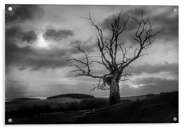 Dead Tree 2 Acrylic by Gavin Liddle