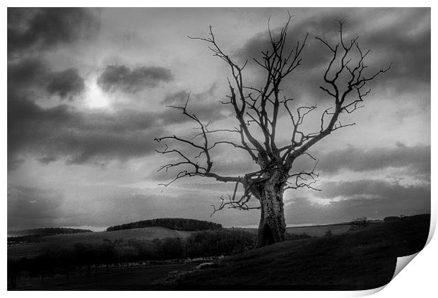 Dead Tree 2 Print by Gavin Liddle