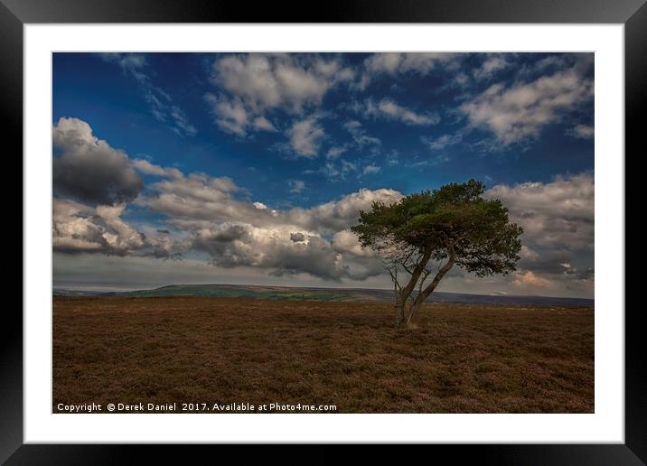 Tree, North Yorkshire Moors Framed Mounted Print by Derek Daniel