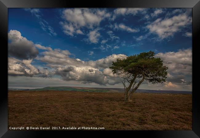 Tree, North Yorkshire Moors Framed Print by Derek Daniel