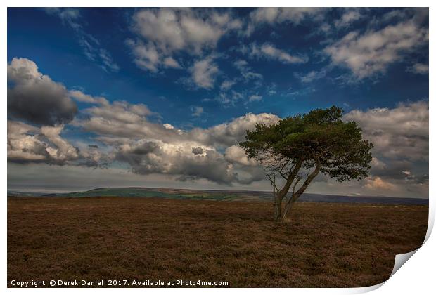 Tree, North Yorkshire Moors Print by Derek Daniel