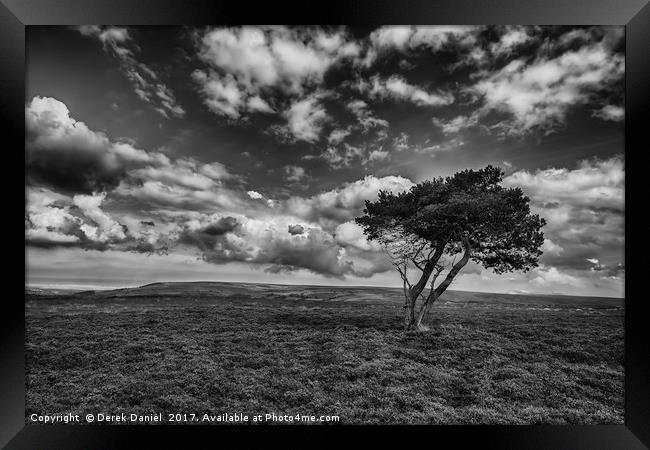 Tree, North Yorkshire Moors (mono) Framed Print by Derek Daniel