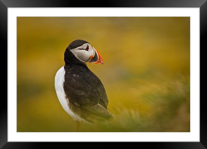 A Resting Puffin Framed Mounted Print by David Lewins (LRPS)