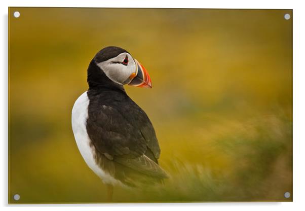 A Resting Puffin Acrylic by David Lewins (LRPS)