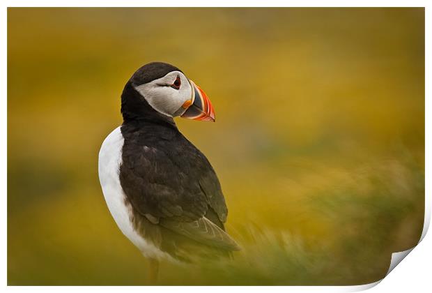 A Resting Puffin Print by David Lewins (LRPS)