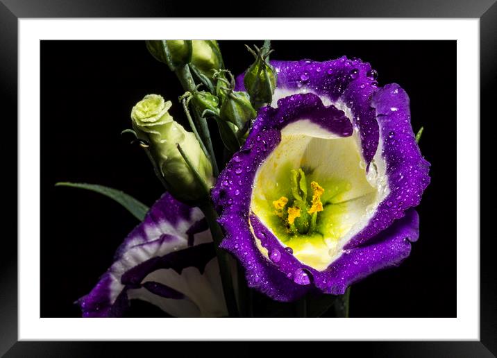 Raindrops on Lisianthus flower Framed Mounted Print by Marlane Clarke